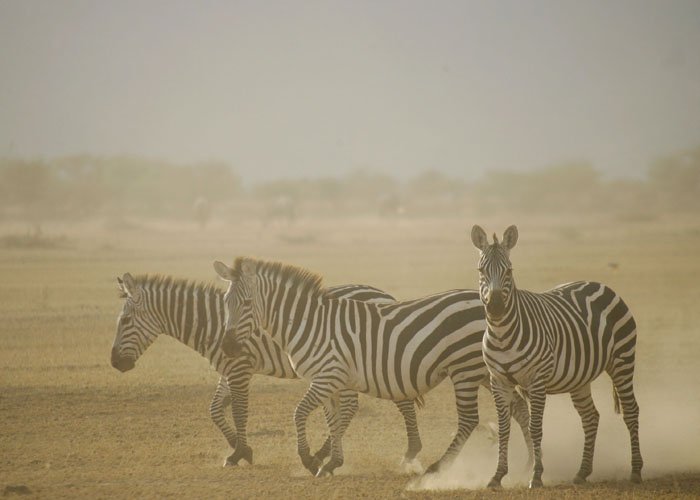 Kibo Safari
